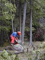 cutting down a cedar tree