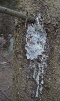 spruce gum on a tree - click to see it bigger