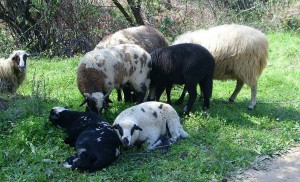 Skiathos sheep