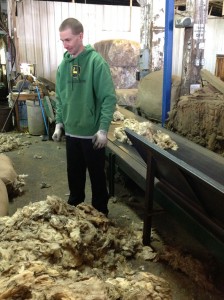 Sorting a shipment of wool from Alberta