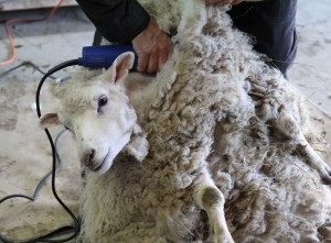 Shearing a sheep