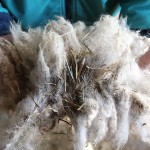 Vegetable matter in a fleece