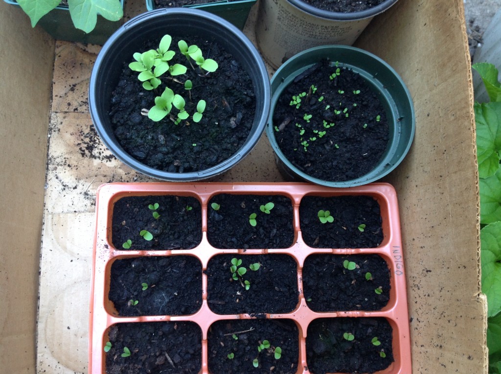 Woad, weld and Japanese indigo seedlings