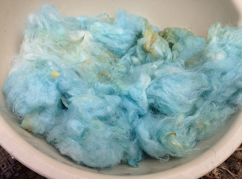 Wool after the first dip in the woad vat