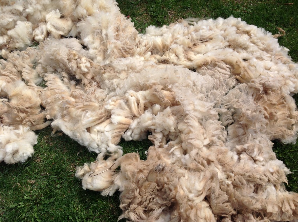 Fresh North Country Cheviot wool fleece